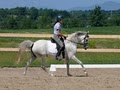 Faerie Court Farm Arabian Sport Horses logo
