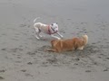 Fetch! Pet Care of Marin County image 4