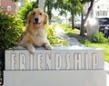 Friendship Hospital-Animals image 2
