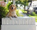 Friendship Hospital-Animals image 5
