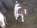 Goat Farm image 1