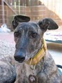 Greyhound Adoption Center image 1