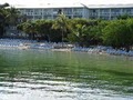 Hilton Key Largo Beach Resort, Fl image 8
