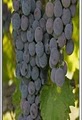 Holy Field Vineyard & Winery image 1
