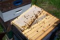 Leominster Bee Man image 2