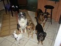 Love Fur Life Pet Sitting - Pet Sitter, House Sitter & Dog Sitter image 8