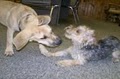 Lucky Dog Day Care Center Inc image 3