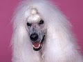 Lue-Lue's Dog Grooming Salon & Pet Supplies image 2