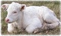 Masters Charolais Farm logo