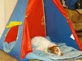 Milwaukee Pet Sitters Camp for Dogs logo