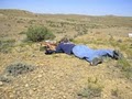 Montana Guided Prairie Dog and Coyote Hunting image 3