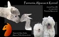 Pannonia Alpacas image 3