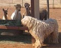 Pannonia Alpacas image 8