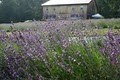 Peace Valley Lavender Farm image 2