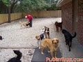 Planet Bark, Charleston Dog Daycare and Boarding Kennel image 2