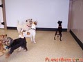 Planet Bark, Charleston Dog Daycare and Boarding Kennel image 3