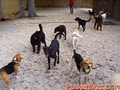 Planet Bark, Charleston Dog Daycare and Boarding Kennel image 1
