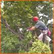 Professional Tree Service, Inc. image 1