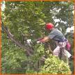 Professional Tree Service, Inc. logo