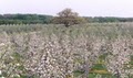 Royal Oak Farm Orchard image 3