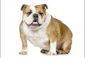 San Diego Bulldog Rescue logo