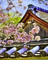 Shofuso Japanese House & Garden image 5