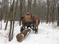 Sinking Creek Horse Logging logo