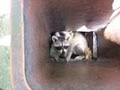 Trappro Nuisance Wildlife Removal image 2