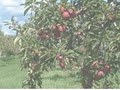 Wasem Fruit Farm image 1