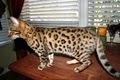 Yin Yang Bengal Cats image 2