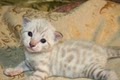 Yin Yang Bengal Cats image 3