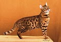 Yin Yang Bengal Cats image 1