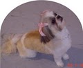 All Tails Wag - Pet Grooming image 2
