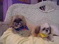 All Tails Wag - Pet Grooming image 3
