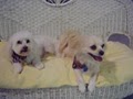 All Tails Wag - Pet Grooming image 5