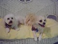 All Tails Wag - Pet Grooming image 5