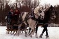 Allegra Farm Horse & Carriage image 1