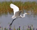 Alligator Cove Airboat Nature Tours image 5