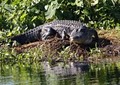 Alligator Cove Airboat Nature Tours image 6
