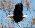 Alligator Cove Airboat Nature Tours image 7