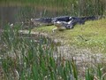 Alligator Cove Airboat Nature Tours image 8