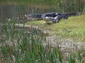 Alligator Cove Airboat Nature Tours image 8