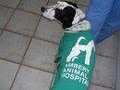 Ambery Animal Hospital image 6