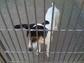 Burbank Animal Shelter image 4