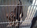 Burbank Animal Shelter image 7