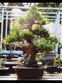 California Bonsai Studio image 2