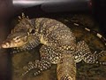 Captive Born Reptiles image 3