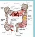 Colon Therapy of Las Vegas - Colon Detox, Medical Center image 8