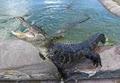 Critchlow Alligator Sanctuary image 2