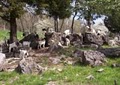Critter Ridge Boer Meat Goats image 2